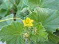 Cucumis melo var.inodorus